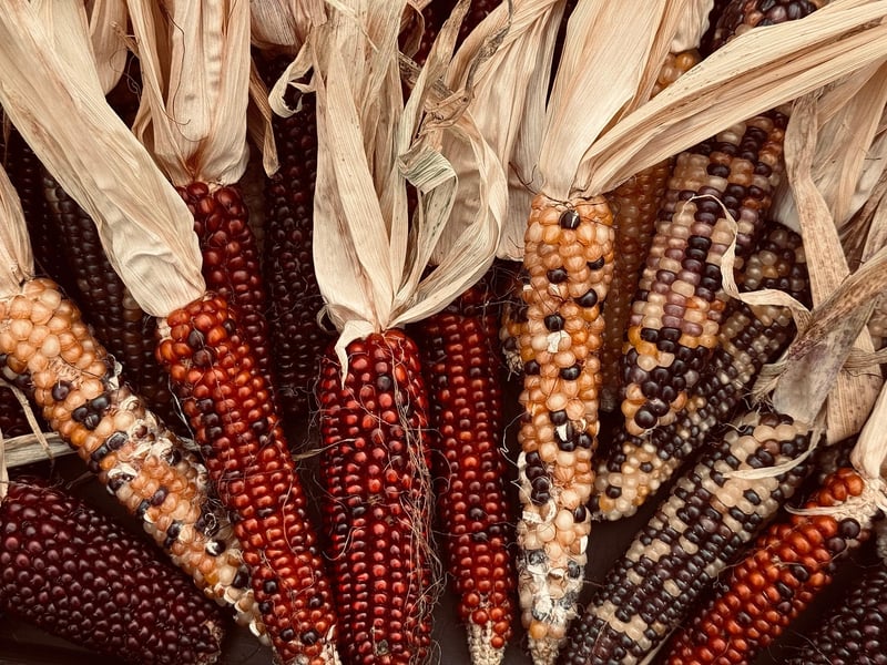 Variety of Vegetables